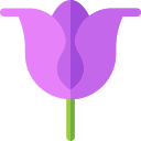 tulipanes