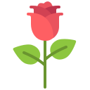 rosa icon