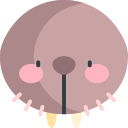 Walrus 