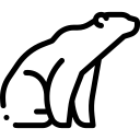 oso polar 