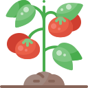 tomate icon