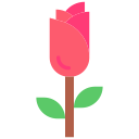 rosa