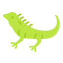 iguana 