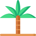 palmera