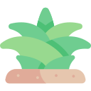 agave 