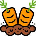 cenouras 