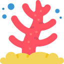 coral 