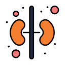 Kidney icon
