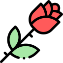 rosa icon