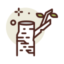 bétula 