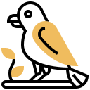 krähe 