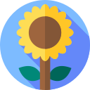 girasol icon