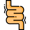 Intestines 