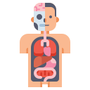 anatomía icon