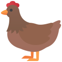 pollo