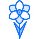 narciso 