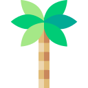 palmera