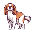 cavalier king charles spaniel 