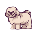 shih tzu 