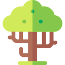 baobab icon