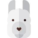 llama