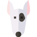 bull terrier