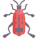 Insect 