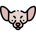 chihuahua icon