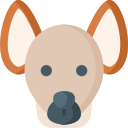 hyène 