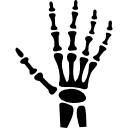 Human hand bones 