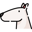 bull terrier