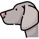 Weimaraner 