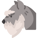 schnauzer 