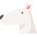 bull terrier