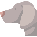 Weimaraner 