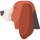 basset hound