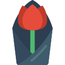 tulipán