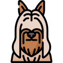 terrier soyeux 
