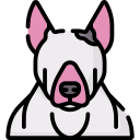 bull terrier 