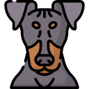 manchester terrier 