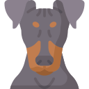 manchester terrier 