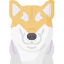 shiba inu 