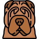 shar pei 