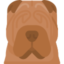 shar pei 