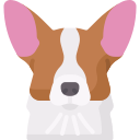 corgi 