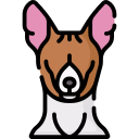 basenji 