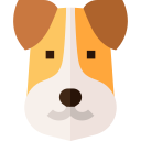 fox terrier 