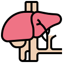 Órgão hepático 