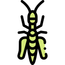 saltamontes icon