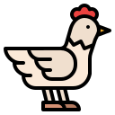 pollo